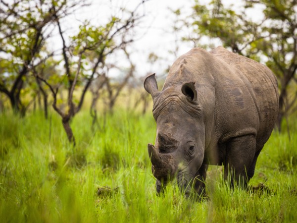 Rhino Fund di Ziwa | Uganda Viaggio