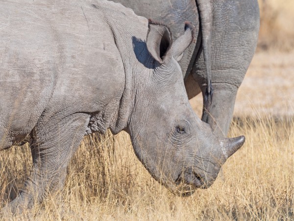 Rinoceronti | Zimbabwe Viaggio