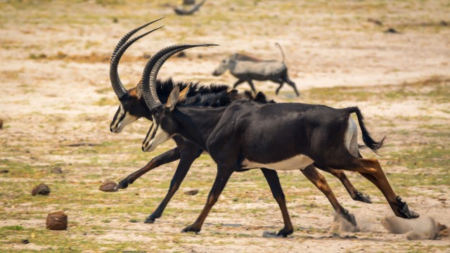 Safari lungo il Kwando River