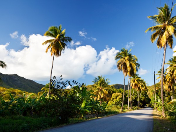 Strada alberi da fico | Antigua Viaggio