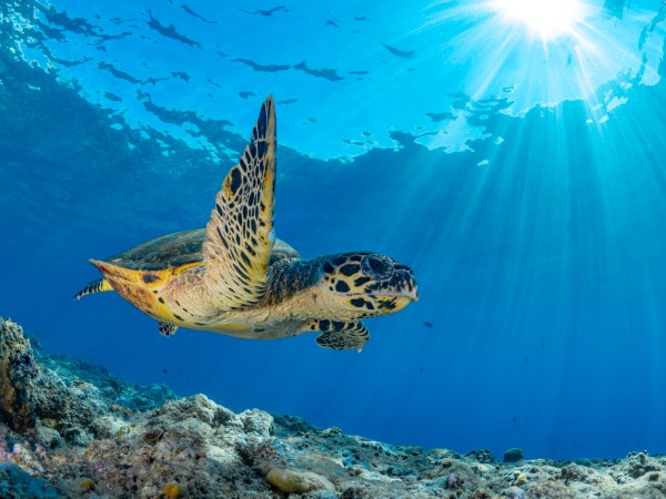 Tartarughe hawksbill | Antigua Viaggio