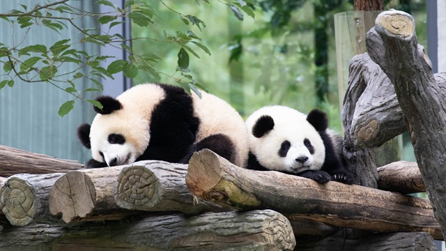 Panda Giganti di Chengdu | Tour Tibet