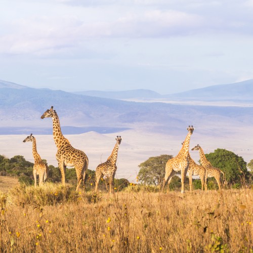 Ngorongoro Crater Lake | Viaggiare in Tanzania