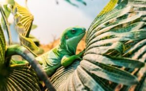 Iguana alle Fiji | Viaggiare alle Fiji