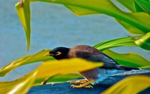 Myna bird | Viaggiare alle Isole Cook