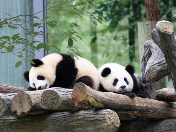 Salutare i Panda Giganti di Chengdu