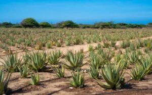 Piantagioni di aloe | Viaggiare alle Isole Cook