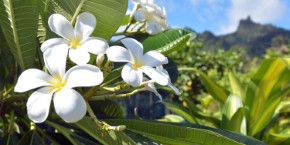Rarotonga flowers | Viaggiare alle Isole Cook