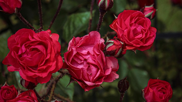 Valle delle Rose di Isparta | Turchia Family | Bilal on Pexels