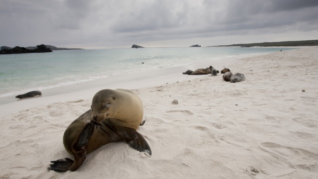 San Cristobal leone marino | Viaggio Ecuador e Galapagos