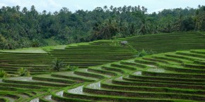 Terrazze di riso | Viaggiare in Indonesia