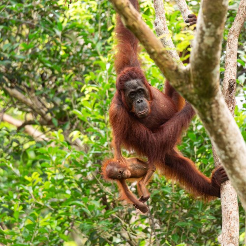 Tanjung National Park | Viaggiare in Indonesia
