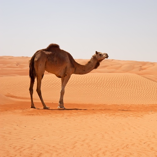 Wahiba Sands | Viaggiare in Oman