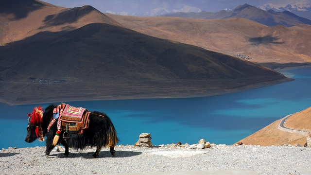 Yak, Tibet | Tour Tibet