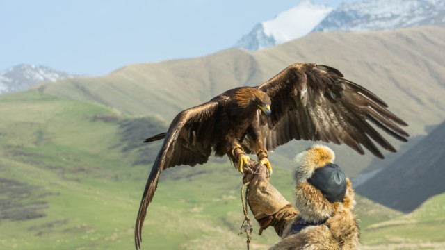 Bokonbaevo, ammaestratore di aquile | Tour in Kirghizistan