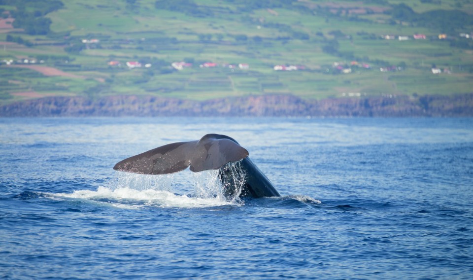 Le balene all'isola di Pico, Azzorre