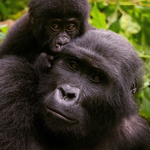 Bwindi Forest | Viaggiare in Uganda