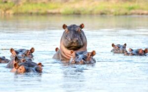 Ippopotami nel fiume Chobe | Viaggiare in Botswana