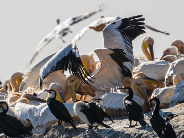 Pellicani nel santuario degli uccelli del Djoudj | Viaggio Senegal