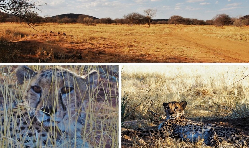 The AfriCat Foundation, Ghepardo