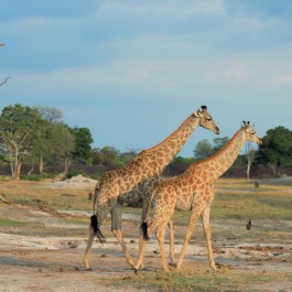 Giraffe nell'Hwange National Park | Viaggiare in Zimbabwe