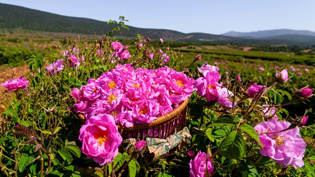 Valle delle Rose di Isparta | Turchia Family