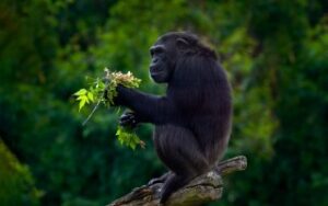 Kibale National Park | Viaggiare in Uganda