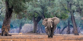 Mana Pools | Viaggiare in Zimbabwe