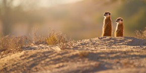 Suricati Makgadikgadi Pan | Viaggiare in Botswana