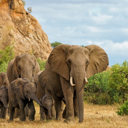 Elefanti nella Moremi Game Reserve | Viaggiare in Botswana