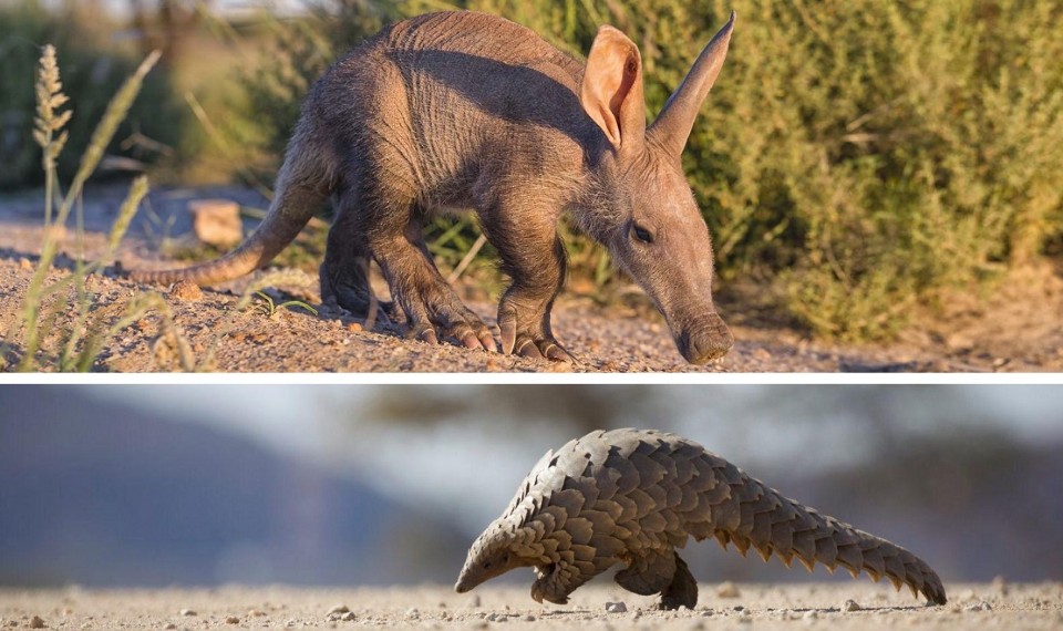 The AfriCat Foundation, Oritteropo e Pangolino