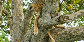 Queen Elizabeth National Park | Viaggiare in Uganda