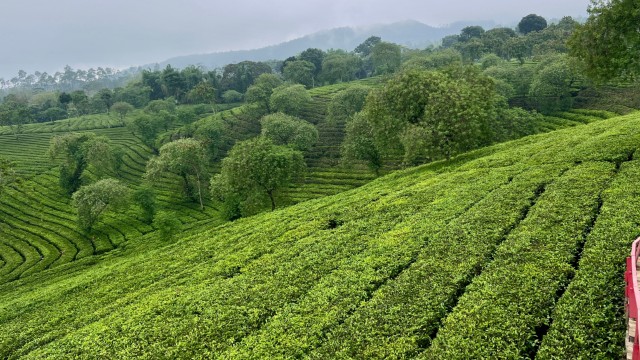 Piantagioni di tè di Wonosari | Tour Giava e Bali