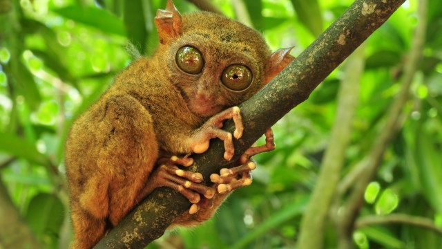 Tarsio | Cebu Filippine