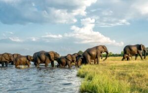 Elefanti nel Chobe National Park | Viaggiare in Botswana