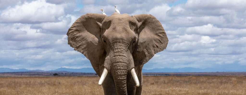 17 curiosità sugli elefanti