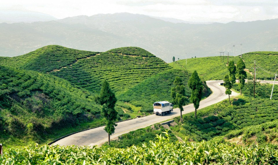 Il verde del distretto di Ilam | Cosa non perdersi in Nepal