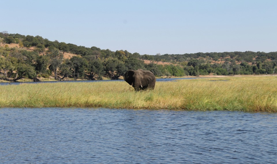 Un elefante che beve | 17 curiosità sugli elefanti