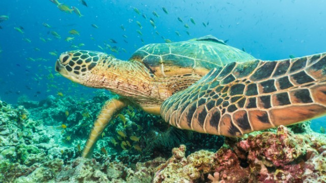 Balicasag Island | Cebu Filippine