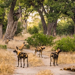 Licaoni nella Moremi Game Reserve | Viaggiare in Botswana