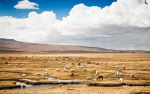 Alpaca e lama nella Riserva Nazionale Salinas y Aguada Blanca | Viaggiare Perù