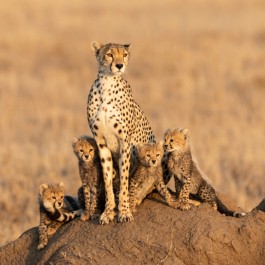 Famiglia di ghepardi nel Serengeti | Viaggiare in Tanzania