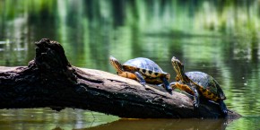 Parque Nacional Tortuguero | Viaggiare in Costa Rica