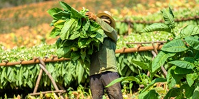 Lavorazione del tabacco | Viaggiare a Cuba