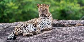 Leopardo nello Yala National Park | Viaggiare in Sri Lanka
