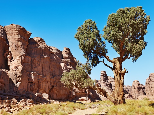Passeggiare nella Valle dei Cipressi Millenari
