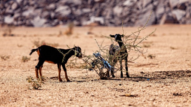 Fauna del Tassili n’Ajjer | Trekking Algeria