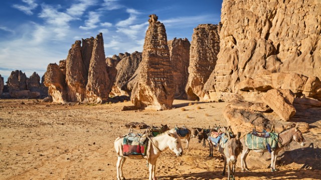Muli nel Tassili n’Ajjer | Trekking Algeria