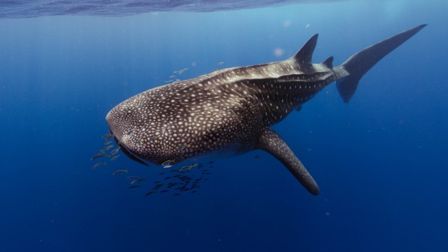 Ningaloo Reef