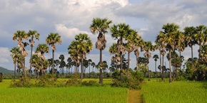 Campagna cambogiana | Viaggiare in Cambogia